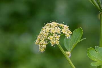 Smyrnium olusatrum, common name Alexanders, is an edible cultivated flowering plant of the family Apiaceae. It is also known as alisanders, horse parsley, black lovage 

