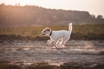 Parson Russell Terrier rennt galoppiert über einen Weg
