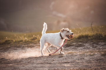 Parson Russell Terrier apportiert