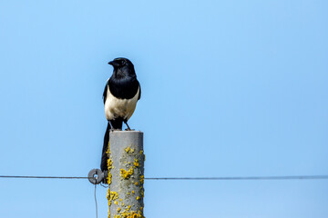 a magpie on a meadow