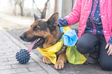 german shepherd patriot of Ukraine, flag of ukraine