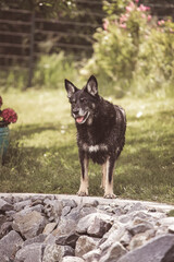 Portrait eines schwarzen Schäferhundes