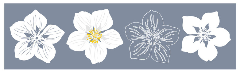 Jasmine flowers. Set of four silhouettes of white jasmine flower. Vector illustration isolated on gray blue background. - obrazy, fototapety, plakaty