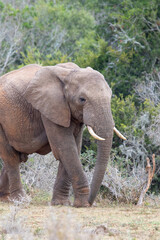 Fototapeta premium African elephant, Addo Elephant National Park