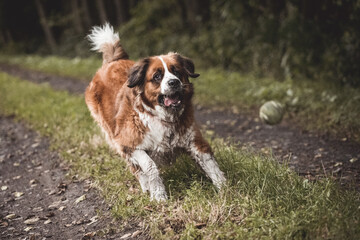 Berner Sennenhund fängt einen Ball