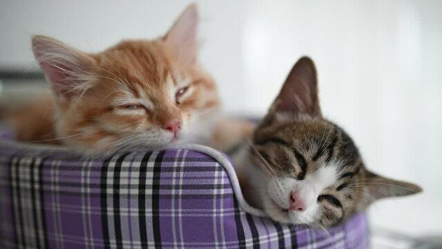 Pet love concept,Cute kitten sleeping