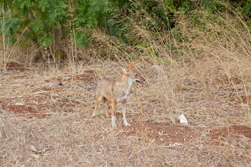 Naklejka na ściany i meble Golden jackals from Israel, the wildlife of Israel 