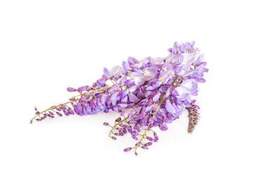 Beautiful purple flowers Wisteria sinensis or Blue rain, Chinese wisteria isolated on a white background 