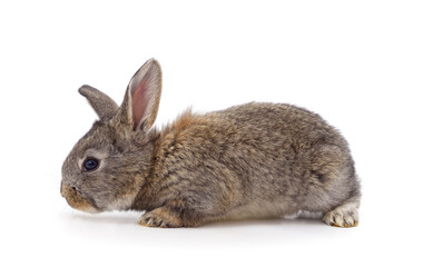 Little gray rabbit is lying.