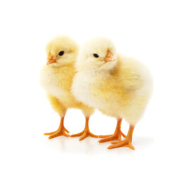Two yellow small chickens.