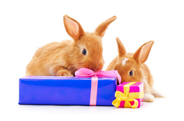 Two rabbits with gift.