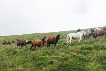 Des pottoks, petits chevaux sauvages sur une montagne du Pays Basque