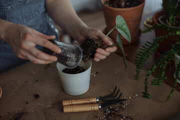 A young girl in the kitchen is transplanting homemade green plants in pots