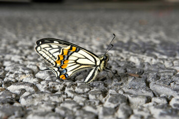 Fototapeta na wymiar 休憩するアゲハ蝶の姿