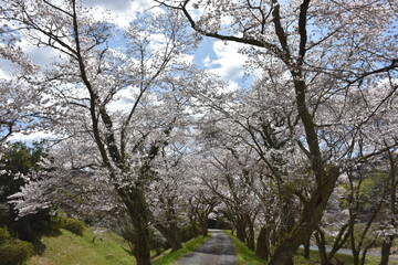 Cherry blossoms blooming on the riverbed