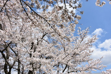 Cherry blossoms blooming on the riverbed