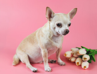 healthy brown  short hair chihuahua dog, sitting on pink  background with tulip flowers, looking away, isolated.