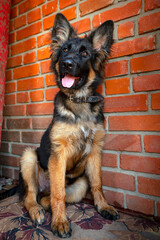 A German Shepherd puppy on the porch by the wall.