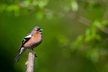 Common chaffinch-Songbird of the finch family.