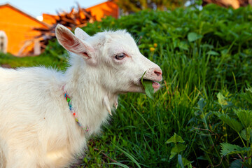 Obraz premium A white goat eats grass in the village.