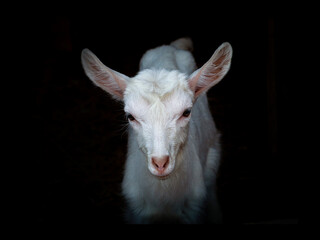 Fototapeta premium White goatling on a dark background.