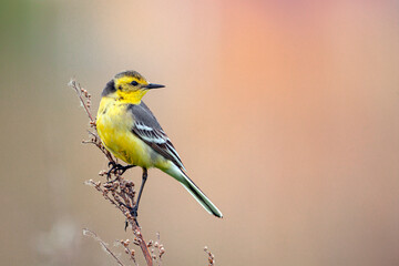 Citrine Wagtail. Birds of Central Russia.The citrine wagtail (Motacilla citreola) is a small...