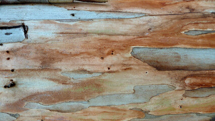Legno