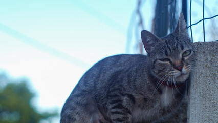 Un petit chat se frotte contre une clôture, et n'attend qu'une chose : qu'on vienne lui faire un câlin ! - obrazy, fototapety, plakaty