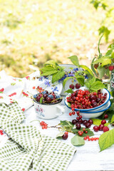 Freshly gathered juicy red currants, cherries, raspberries, blueberries in a white metal plate and cup in garden on sunny day, berries on white wooden table in background of red currant shrub outdoors