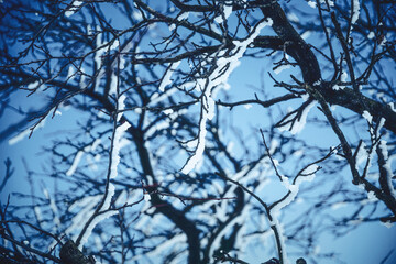 Snow covered tree branches close-up on blue background.