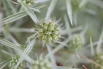 Eryngium variifolium, mountain thistle, wild plant abundant in meadows