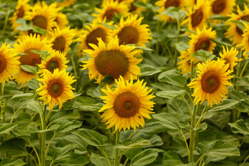 Sunflower natural background. Sunflower blooming