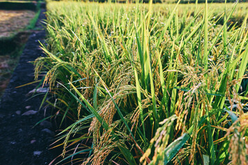 Fototapeta premium Close up of green rice grains and leaves growing on field.
