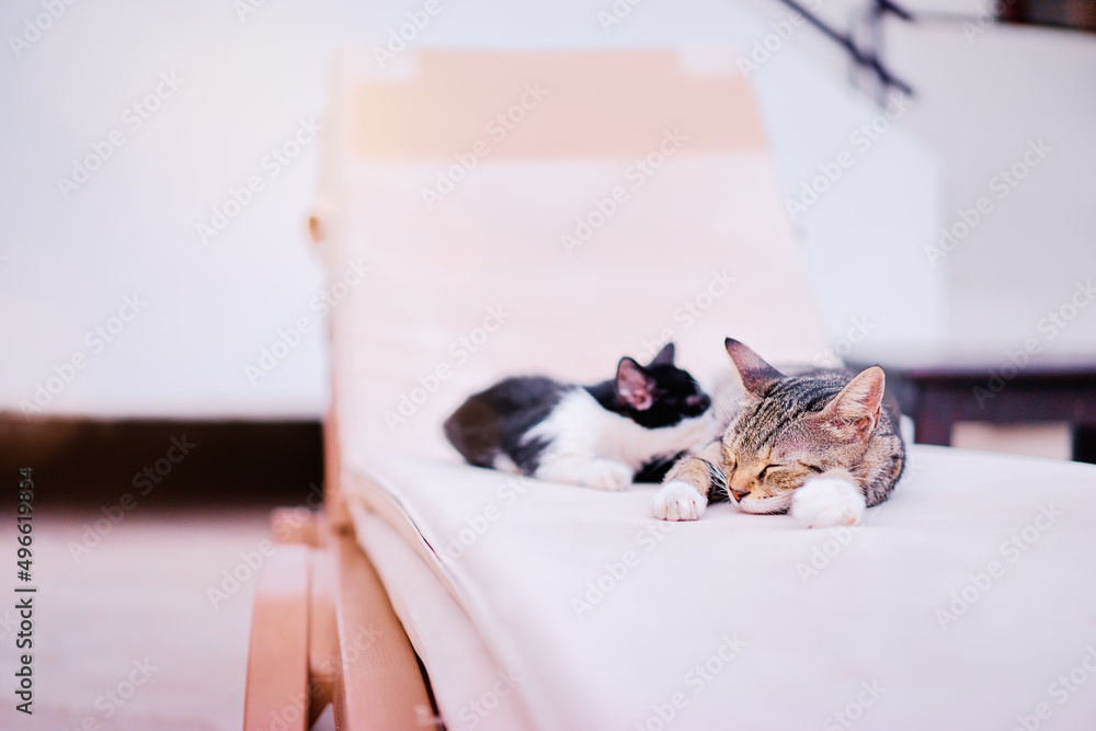 Wall mural Sleepy cats on a sunlounger.