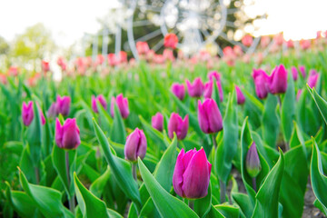 Fototapeta premium Flowerbed of blooming tulips in spring