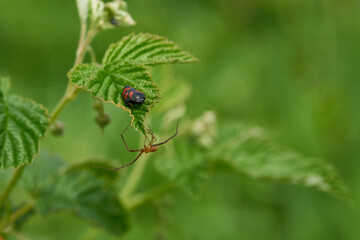 Gemeine Blutzikade und eine Jagdspinne 
