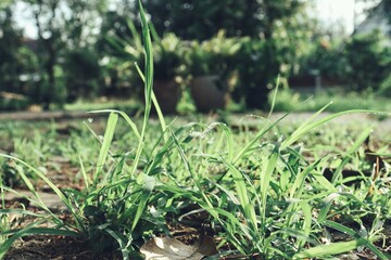Green grass leave background or texture