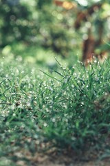 Green grass leave background or texture