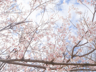 青空と美しい桜