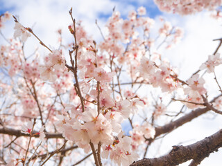 青空と美しい桜