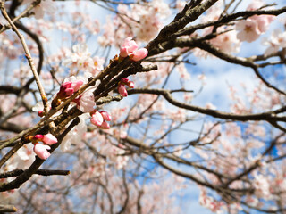 青空と美しい桜
