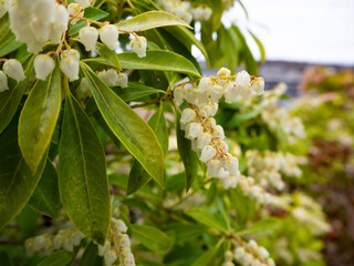 すずなりに咲く白い野生の馬酔木の花