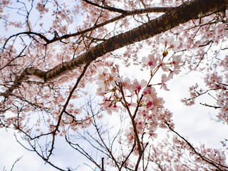 青空と美しい桜