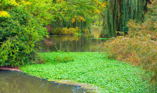 Amazing green vegetation landscape with river Stort in Sawbridgeworth - London, UK