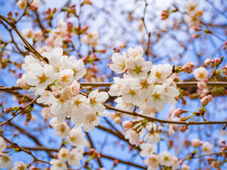 青空と美しい桜