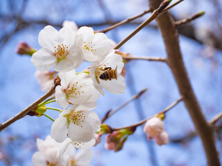日本の美しい桜
花の蜜を集めるミツバチ