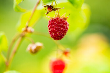 Summer raspberries in the garden
