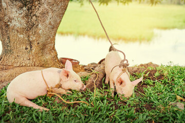 Newborn piglet on green grass on a farm.