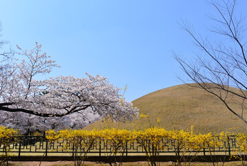 Cherry blossoms in full bloom at the Daereungwon Ancient Tombs in Gyeongju, South Korea