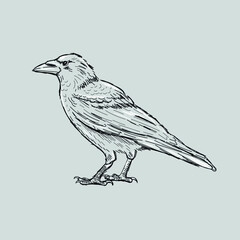 Hand drawn crow tattoo sketch.